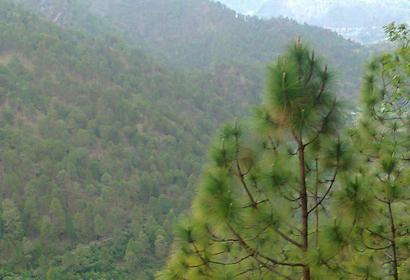 Photos by Suraj Singh Rawat