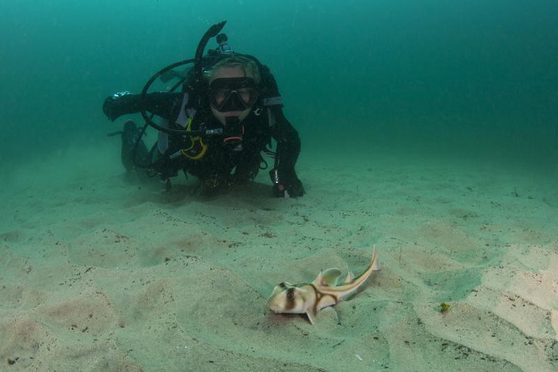 Abyss Scuba Diving Sydney, Australia Location, Facts and all about