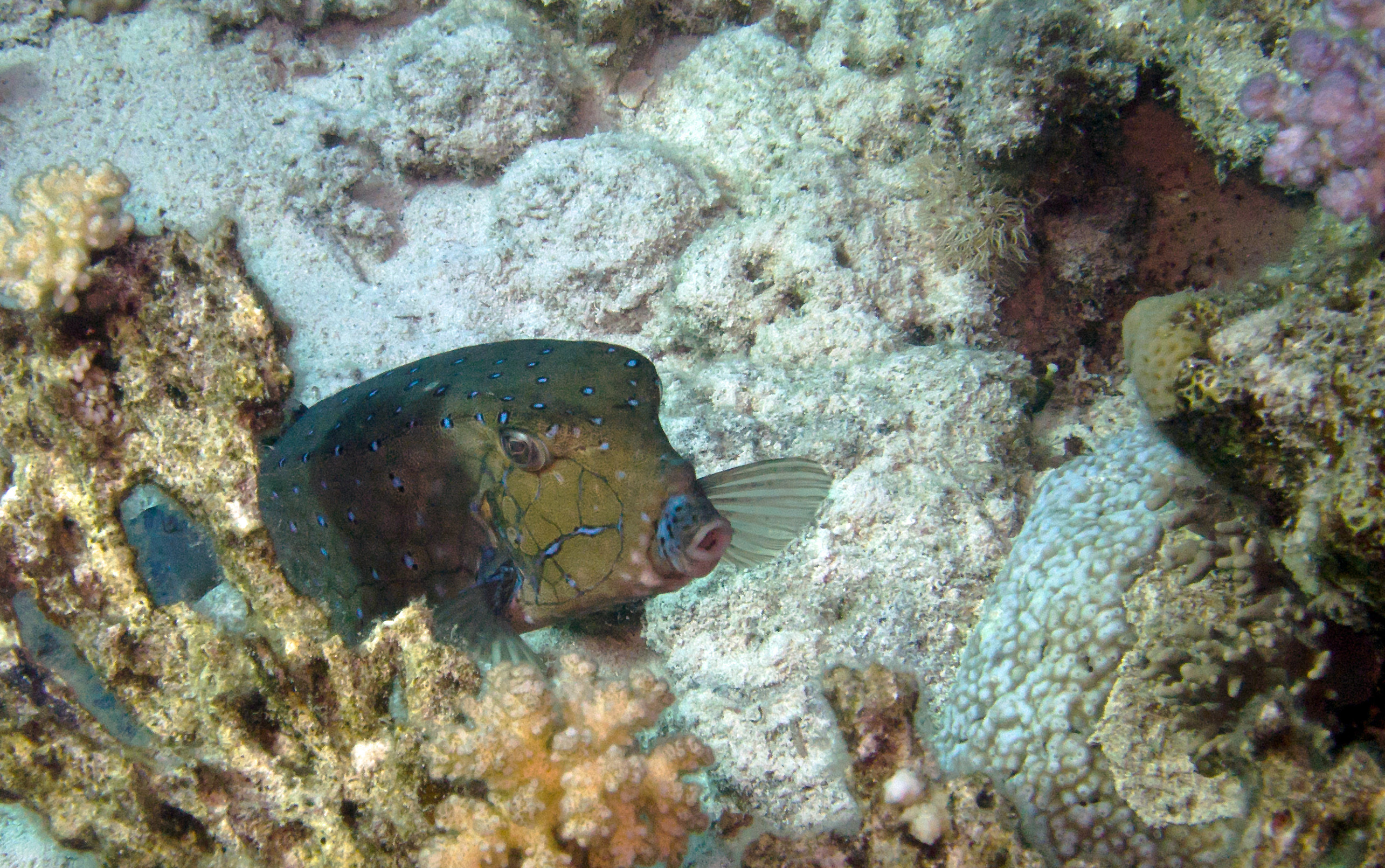 Banana Reef Maldives, Location, Facts, History and all about Banana