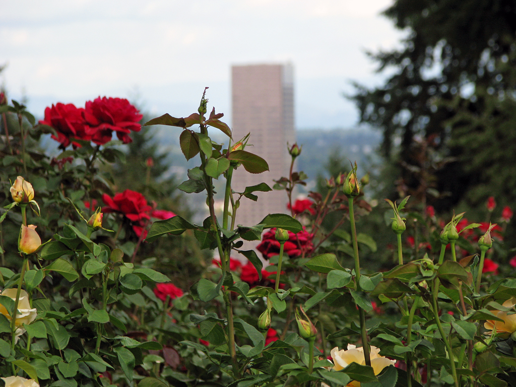 Rose Garden Bhatinda, India Location, Facts, History and all about