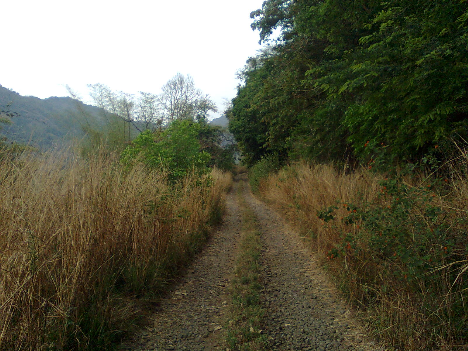 Kannimara Teak Palakkad, India Location, Facts, History and all about